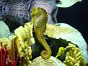 Tennessee Aquarium